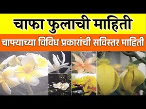 चाफा फुलांची माहिती | chafa fulachi mahiti marathi