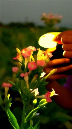 Using potato as flash diffuser is crazy work 🥔😂 #shorts #creative #photography 📸