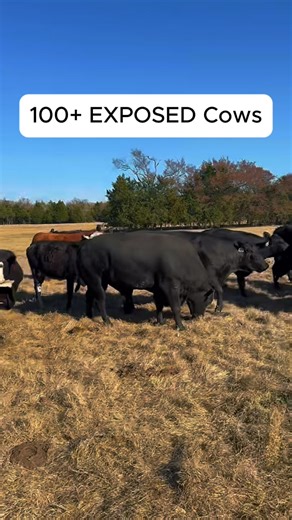 100 EXPOSED Cows that range in age from 3-7 years old. They’ve been completely worked and turned out with Angus Bulls. Price: $2,450/each FREE 10 miles of shipping per cow purchased! 📞 Call or text Bubba: 903-388-4472 Para español, llame a Ricky al (903) 390-8424 Vaccinations/deworming includes: 6 5 virus shield, Calvary nine, MultiMin, Safeguard drench wormer, Ivermectin, and Brute fly spray. Pregnancies have been confirmed via ultrasound. 🐮 Rutherford Land and Cattle, LLC is a Brick-and-Mort