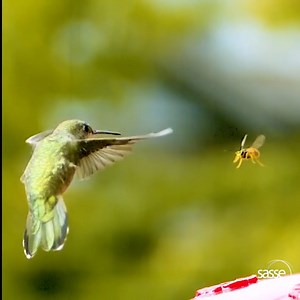 2.1K views · 32 reactions | Hummingbird vs the WASP | World-update | Facebook