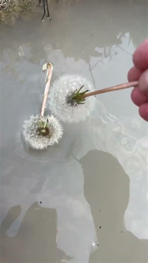 Amazing Water Vortex Experiment!? #whrilpool #experiment #experiments #vortex #waterexperiments