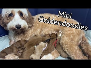 Let's Go Through The Process of Breeding Mini Goldendoodles | JoeyXKevin