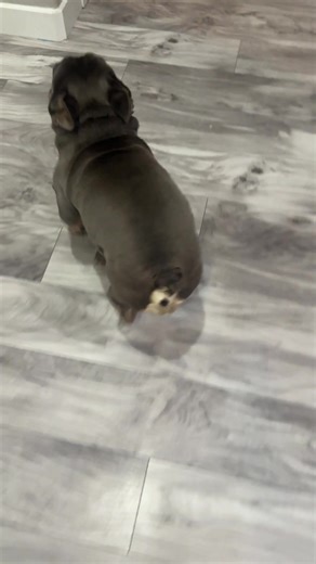 Durable & Comfy Dog Harnesses for French Bulldogs
