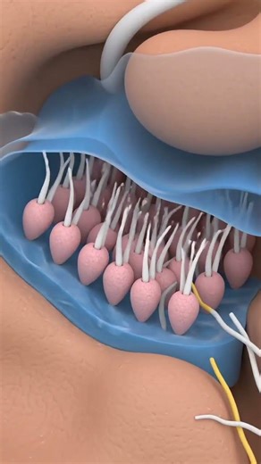 Cochlear movement in human