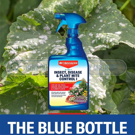 Protect your plants with 3-In-1 Insect, Disease & Plant Mite Control. It controls powdery mildew, black spot, rust and other listed diseases, plus kills listed insects and plant mites. https://bioadvanced.com/3-in-1-insect-disease-plant-mite-control.html?typesimpleȨ=1450 | BioAdvanced Science-Based Solutions