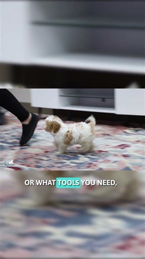 Cavapoo Grooming Guide: Brushing, Bathing, Haircuts & Coat Care Explained Part: 1