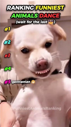 DANCING DOGS & CATS 😂 | FUNNY ANIMAL MOMENTS #ranking
