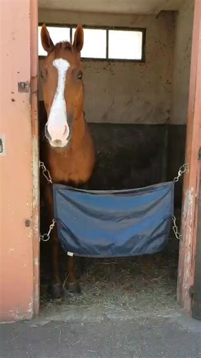 Coeur de Course ou des chevaux exigeants et des humains présents 😅😅😅 | Coeur de Course