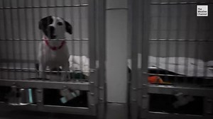 We were honored to have Jim Cantore tag along with The The Humane Society this summer to learn how their rescue team protects animals after natural disasters: | The Weather Channel