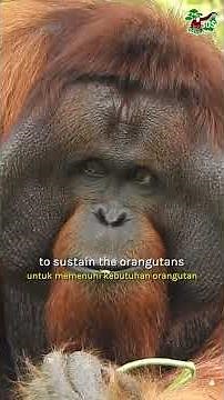 THE FEED PROCESS ON ORANGUTAN ISLANDS