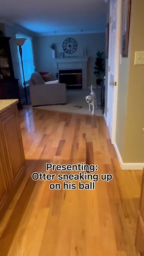 Adoptable Otter is very stealthy #adopt #adoptme #adoptable #foster #dog #otter #puppy #hound #rescuedog #funnydog #ball