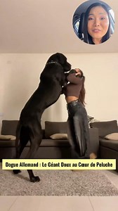 Le Dogue Allemand : 2 Mètres de Tendresse dans un Corps de Géant. #animaux #AnimauxMignons | Animaland