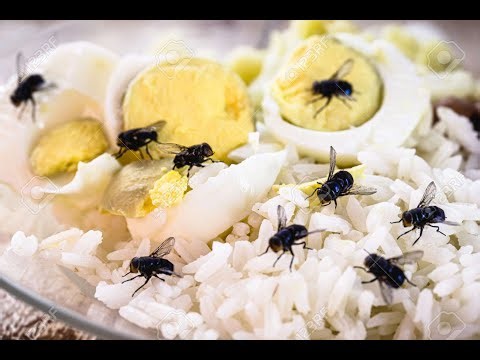 Integrated pest management in the food industry - Part 1