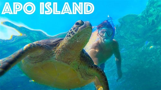 Apo Island: The Philippines’ Hidden Sea Turtle Paradise