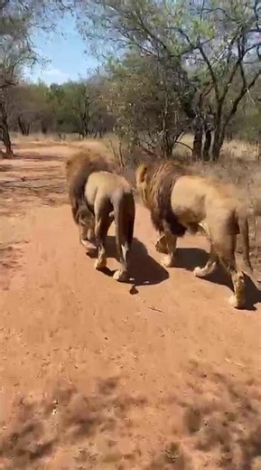 Ukutula Walk With Lion