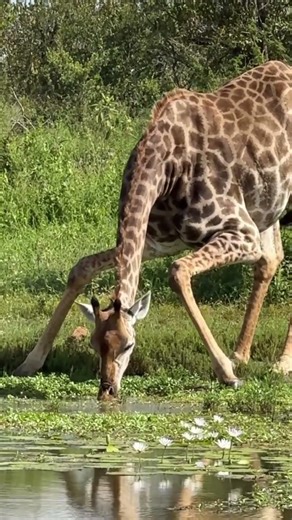 How awkwardly giraffes drink water