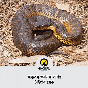 150K views · 2.5K reactions | Tiger snake The tiger snake is a large and highly venomous snake of southern Australia, including its coastal islands and Tasmania. These snakes are often observed and locally well known by their banding, black and yellow like a tiger, although the species can be highly variable in coloration and patterning. | Ghorial Bangla | Facebook