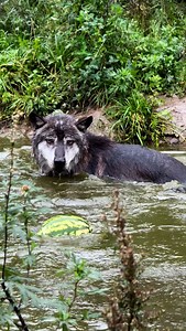 Akela 🖤🐺 #Wolf#blackwolf #canadianwolf #wolfakela | blackcanadianwolf