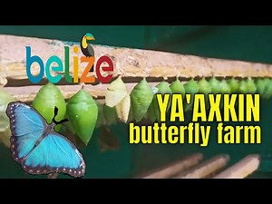 Discover Belize's Hidden Gem: Ya'axkin Butterfly Farm in Maya Center