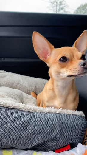 Tekla….When they said be careful with that dog she might bite you!! Me please!!! don’t worry about me.. worry about my mom! 🤪 | Kikoelguapo