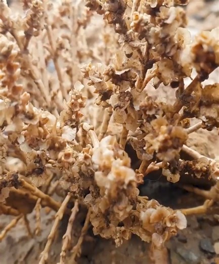 Step into the past as we follow a family living deep in the mountains, cooking traditional meals inside a cave — just like 2000 years ago. From starting a fire with natural tools to preparing food on ancient stones, this is village life at its most raw and beautiful. #VillageCooking #CaveLife #TraditionalLiving #AncientLifestyle #OldWays #FamilyLife #RusticLiving #SurvivalCooking #OffGridLife #SimpleLiving | Village Cooking