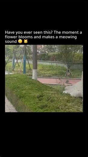 Nacho Brown on Instagram: "Have you ever seen this before?… Wait a minute! It might sound strange, but this clip shows a flower in bloom that seems to make a sound like a cat’s meow!"