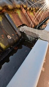 Ros got 5 stars 😂 | Ros Adventure Cat