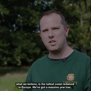 Today we pay one of the oldest residents of Longleat a visit. No, it's not Spot and Sonya the hippos or Harry the lion - it is, in fact, an oak tree! 🌳 As David Abrahams, our resident tree expert explains, this oak tree has stood proud for hundreds of years, and was even around when Edward I ascended the throne. | Longleat