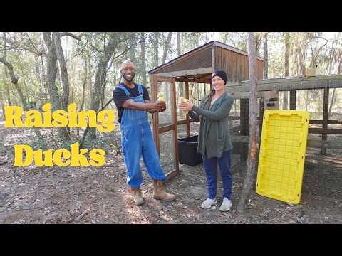 Raising Baby Ducks for the First Time on the Homestead | Initial Coop Setup & First Days | E.p. 43