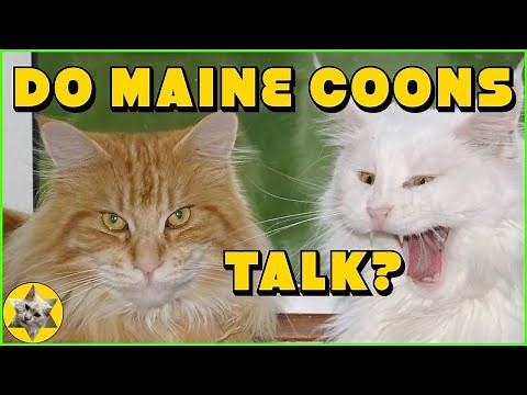 Maine Coon cat meowing - Do Maine Coon talk a lot?