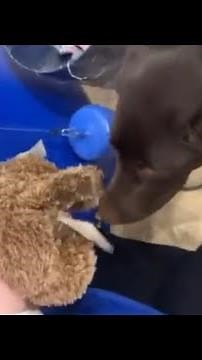 Dog chooses his own stuffed animal for first ever Build-A-Bear