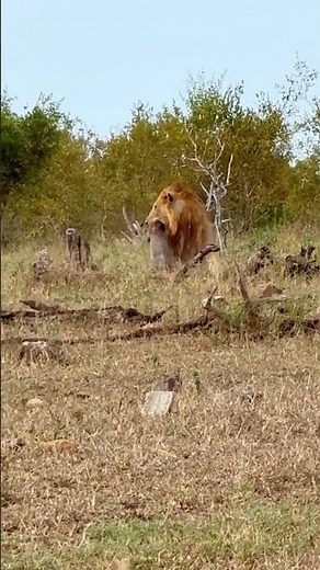 Warthog Screams as Lion Grabs It