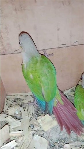pineapple conure breeding after feeding them special formula