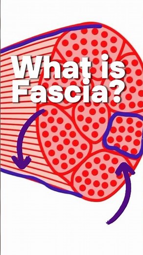 What is Fascia?