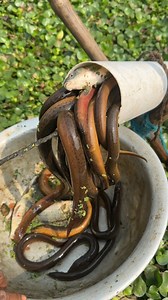 2.1M views · 7.1K reactions | Amazing eel fishing technique | MR Fishing Life | Facebook