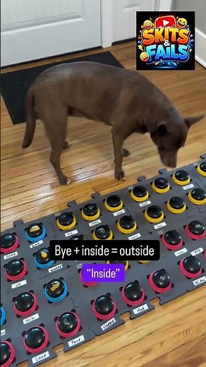 This clever dog communicates using more than 40 different one-word buttons. IS THIS REAL OR FAKE?