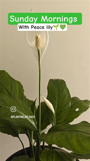 This Plant Brings Instant Peace 🕊️🌿 #flowers #plants #shorts #fyp #terracegardenindia #sunday #peace