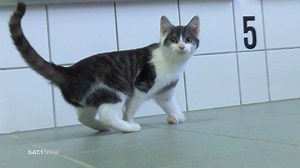 122K views · 2K reactions | WAS TREIBT KINDER DAZU SO ETWAS ZU TUN? In Soest haben Kinder diese KATZE ALS LEBENDEN FUSSBALL benutzt und das Tier dabei schwer verletzt! Um die zwölf Jahre sollen die Kinder alt gewesen sein - hat hier die Erziehung versagt? | SAT.1 NRW | Facebook