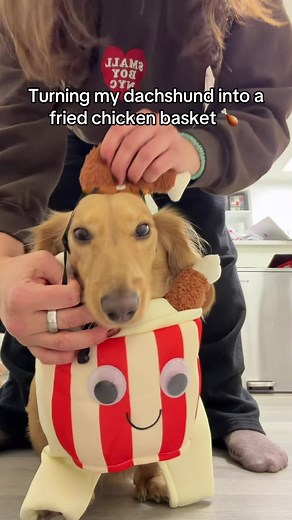 Dachshund Fried Chicken Costume for Halloween