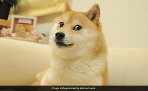 Elon Musk Replaces Twitter's Blue Bird Logo With 'Doge' Meme