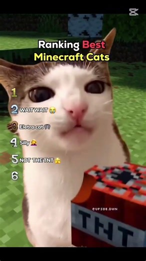 Ranking The Best Minecraft Cats!