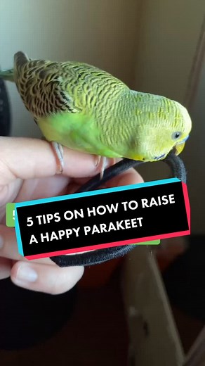 Raising a Happy Parakeet: Tips and Care Guide