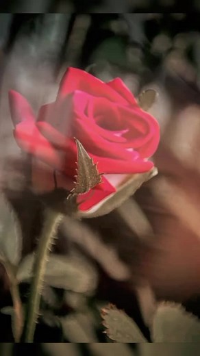 Kardelen (@kardelen.88500) adlı kullanıcının orijinal ses -