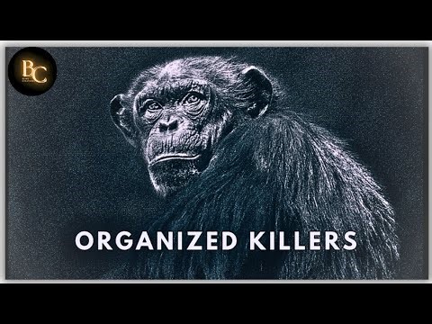 Chimpanzee| The Most Organized Killer in the Animal Kingdom