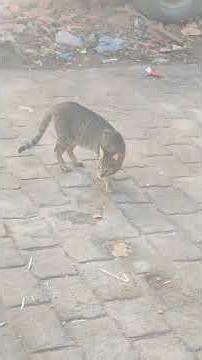 These are the types of cats that resemble tigers😍