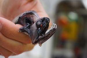 Like a Monster from the Movie ‘Alien’: Deep Sea Dragonfish Have Transparent Teeth for ‘Deadly Invisible Weapon’