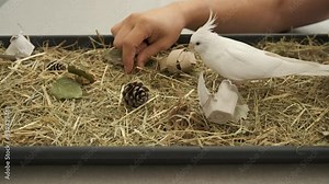 Albino cockatiel playing with its owner in its foraging tray, environmental enrichment. White-faced Lutinos mutation.