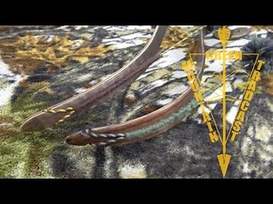 Yarn Wrapping a Recurve Bow String How To | Traditional Bowhunting