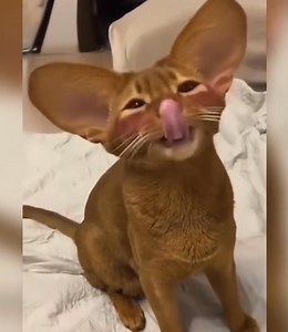 Con Mèo gì đây | Cute cats