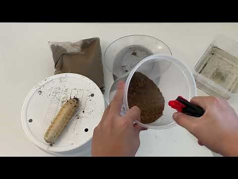 Goliath Beetle Larvae Pupation Process (The How To)